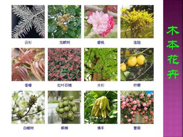 开花花卉大全