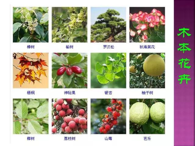 开花花卉大全