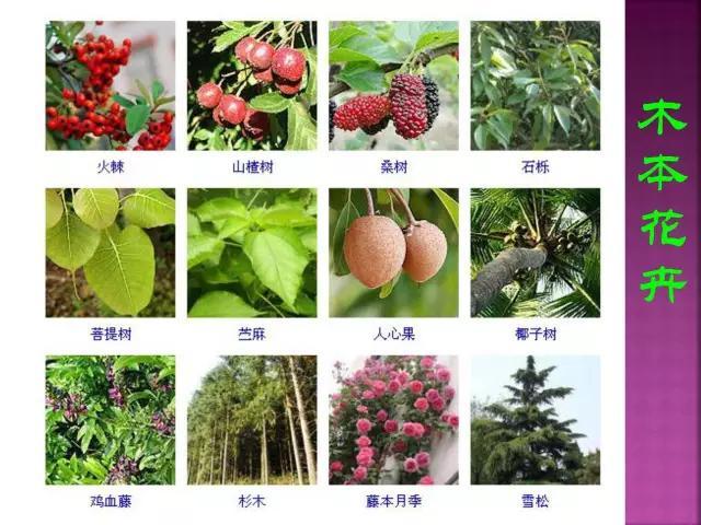 开花花卉大全