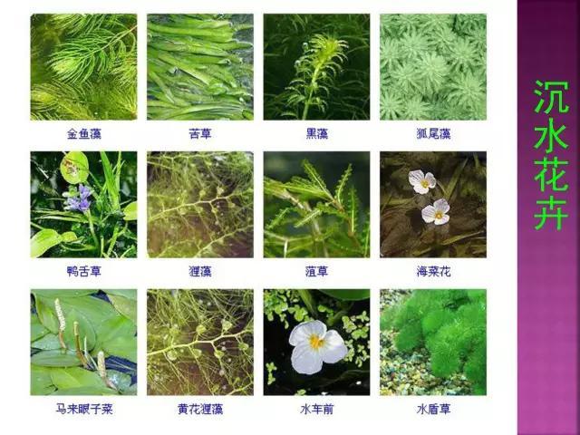 开花花卉大全