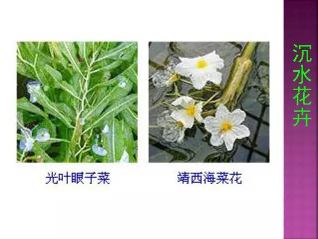 开花花卉大全