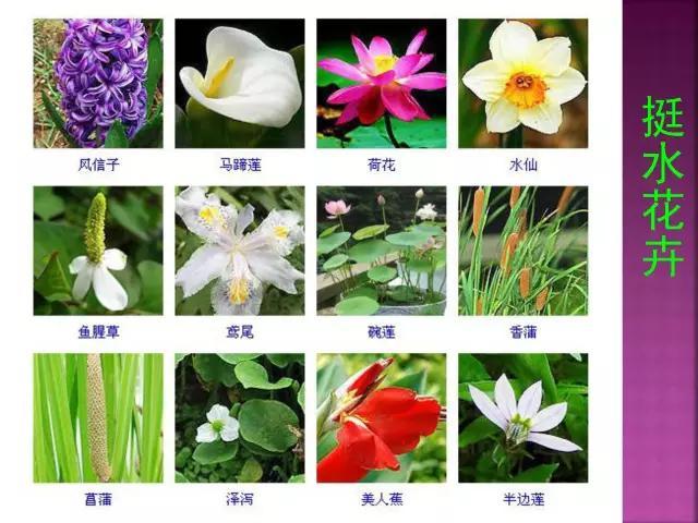 开花花卉大全