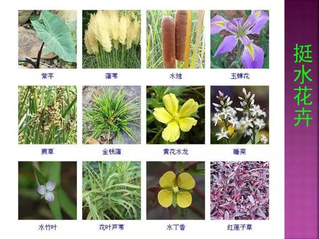 开花花卉大全