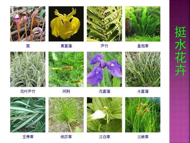 开花花卉大全