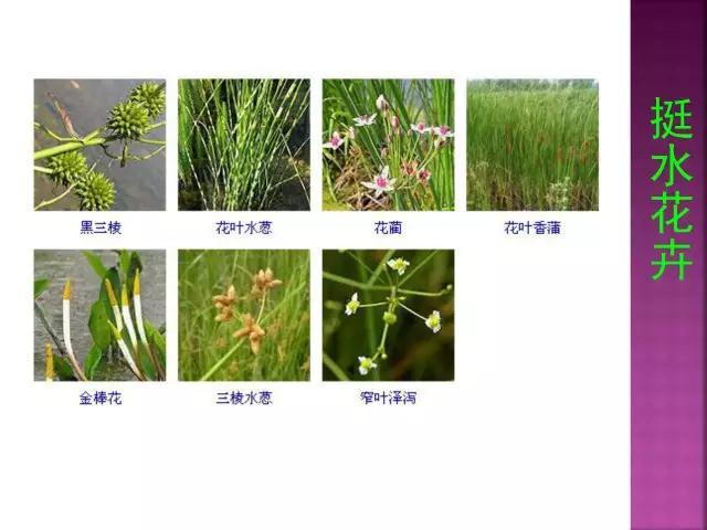开花花卉大全
