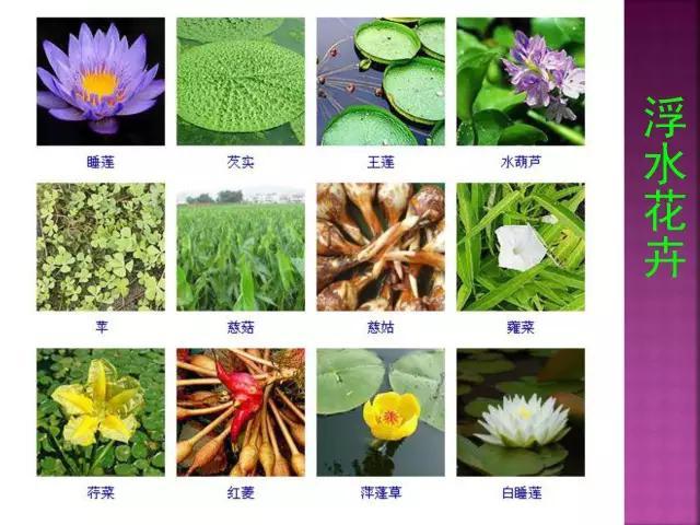 开花花卉大全