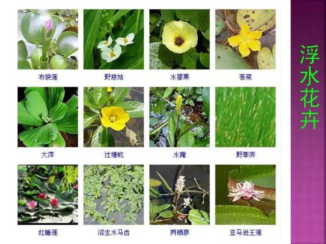 开花花卉大全