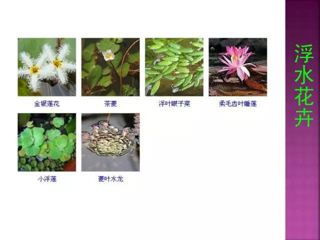 开花花卉大全