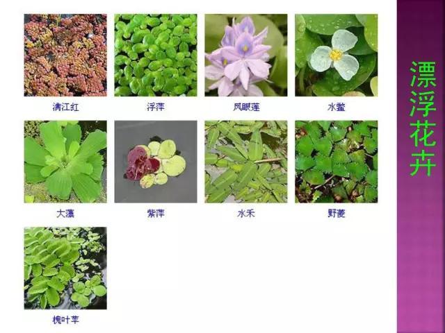 开花花卉大全