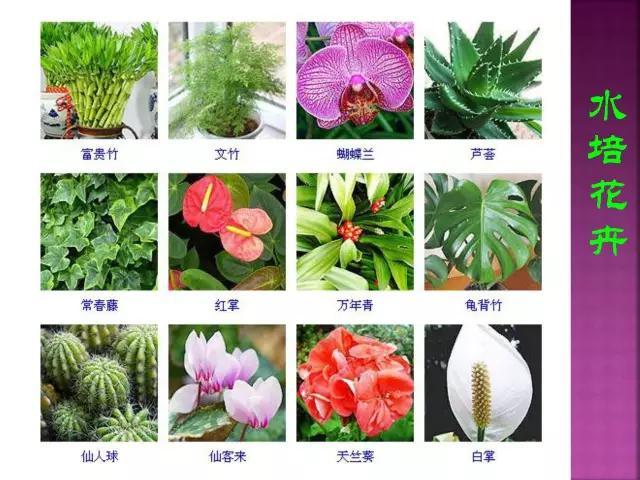 开花花卉大全