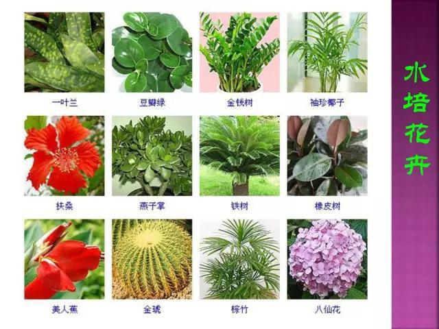 开花花卉大全