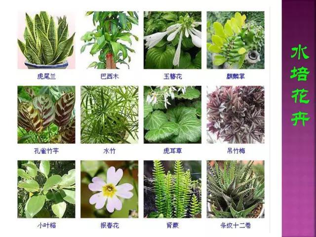 开花花卉大全