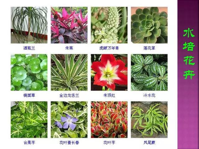 开花花卉大全