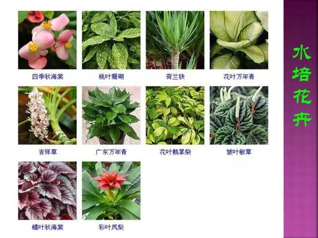开花花卉大全