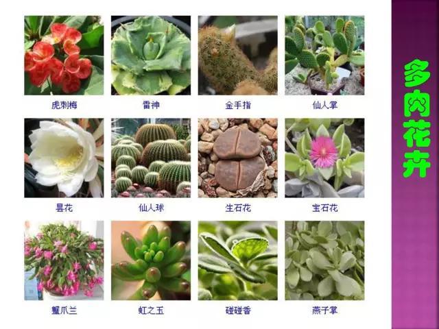 开花花卉大全