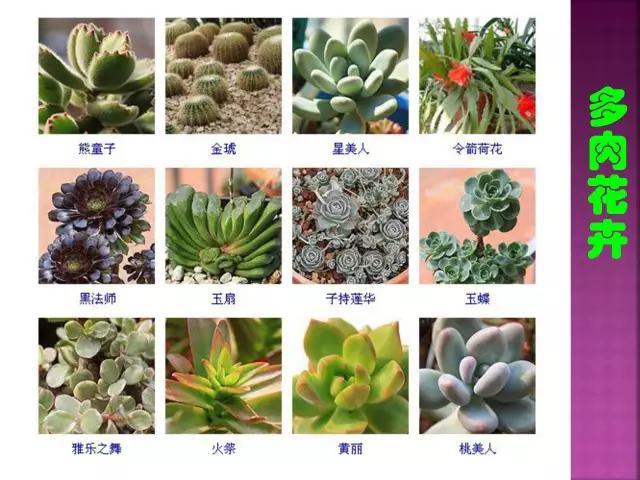 开花花卉大全