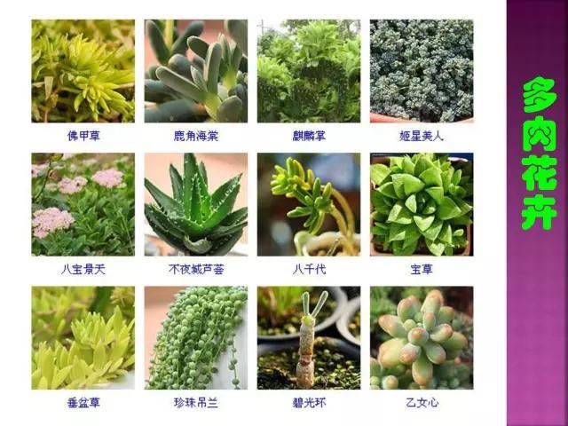 开花花卉大全