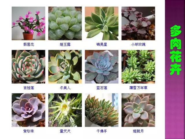 开花花卉大全