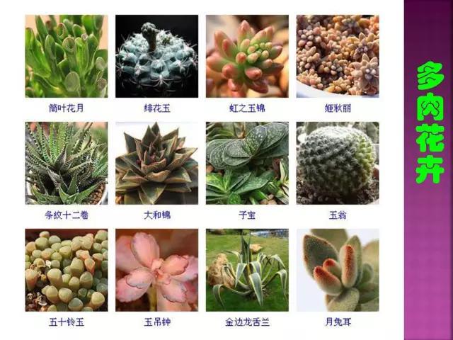 开花花卉大全