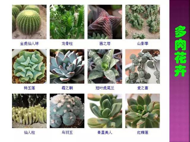 开花花卉大全