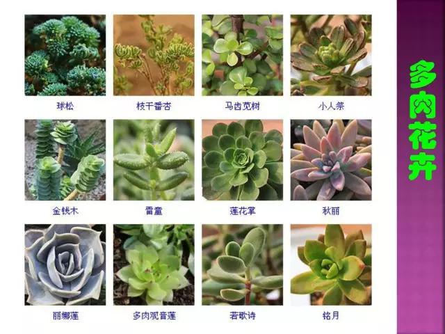 开花花卉大全