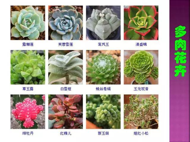 开花花卉大全
