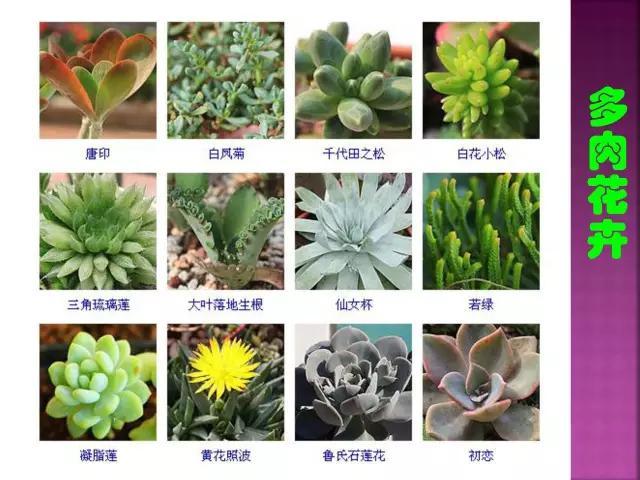 开花花卉大全