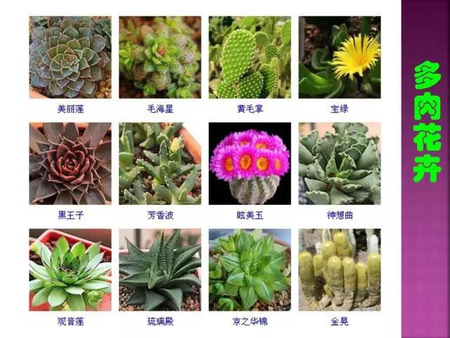 开花花卉大全