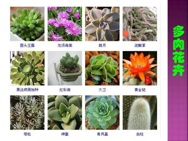 开花花卉大全