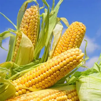 玉米