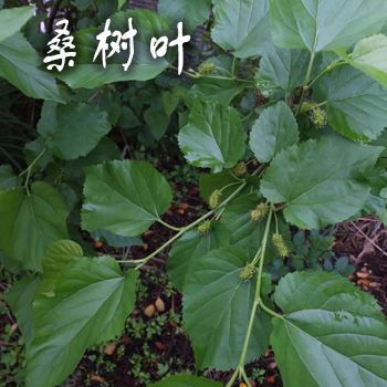 桑树叶